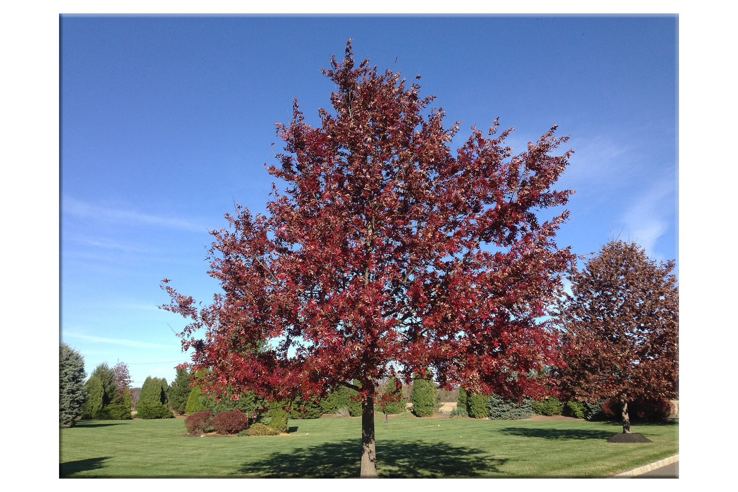 Scarlet Oak Tree Plantings Suffolk Hydroseeding.com